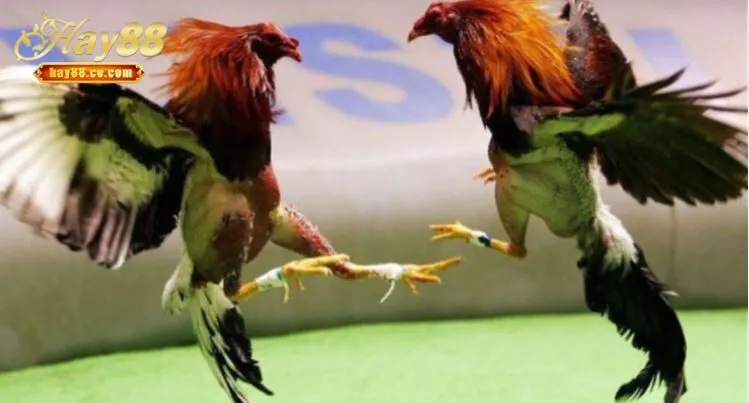 Thành công của kênh đá gà cực sắt Hay88