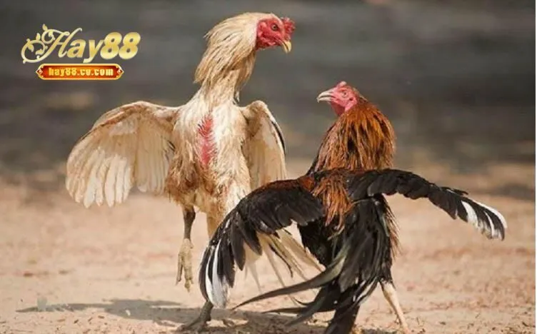 Ba loại Đá Gà Hầu Kiềng hot nhất hiện nay