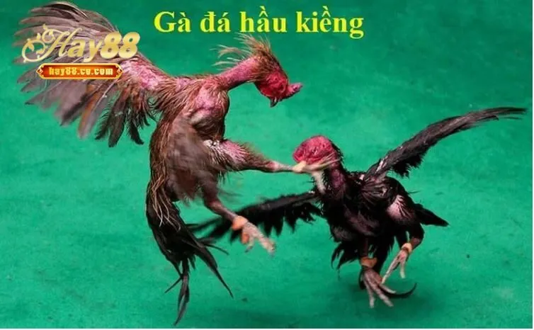 Đá Gà Hầu Kiềng là gì?