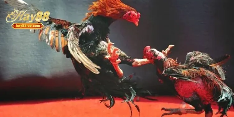 Đa dạng trận đá kê Thomo