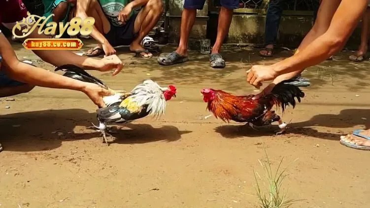 Xuất thân và lịch sử của đá gà tre